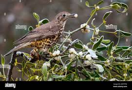 Attēlu rezultāti vaicājumam “Turdus viscivorus”