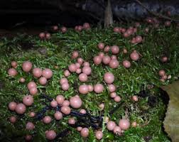 Attēlu rezultāti vaicājumam “Lycogala fuscoolearium”