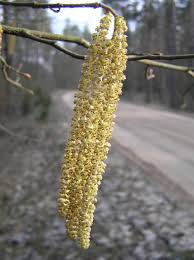 Attēlu rezultāti vaicājumam “Corylus avellana male flower”
