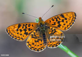 Attēlu rezultāti vaicājumam “Clossiana euphrosyne underside”