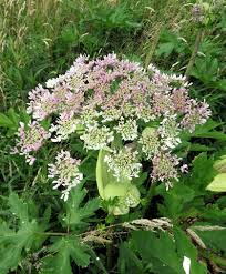 Attēlu rezultāti vaicājumam “Heracleum sosnowskyi fruit”
