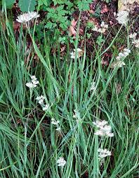 Attēlu rezultāti vaicājumam “Luzula campestris”