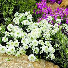 Image result for Schleifenblume