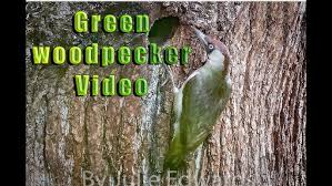 Attēlu rezultāti vaicājumam “Picus viridis nest”