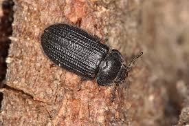 Attēlu rezultāti vaicājumam “Grynocharis oblonga”