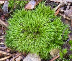 Attēlu rezultāti vaicājumam “Dicranella heteromalla”