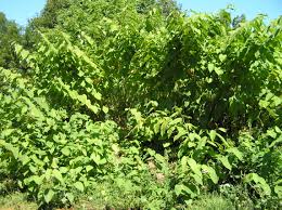 Attēlu rezultāti vaicājumam “Reynoutria sachalinensis leaf”