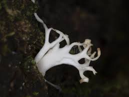 Attēlu rezultāti vaicājumam “Lentaria sp.”