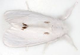 Attēlu rezultāti vaicājumam “Euproctis similis imago”