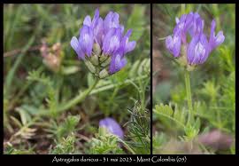 Attēlu rezultāti vaicājumam “Astragalus danicus”