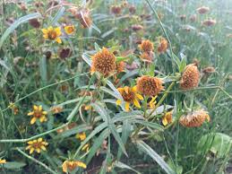 Attēlu rezultāti vaicājumam “Bidens cernua flower”
