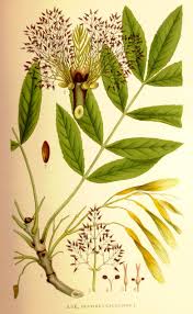 Attēlu rezultāti vaicājumam “Fraxinus excelsior”