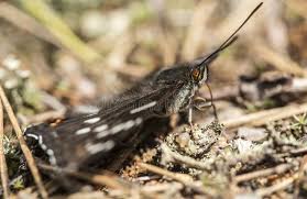 Attēlu rezultāti vaicājumam “Limenitis populi underside”