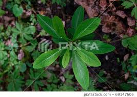 Attēlu rezultāti vaicājumam “Daphne mezereum leaf”