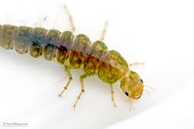 Attēlu rezultāti vaicājumam “Dytiscus marginalis”