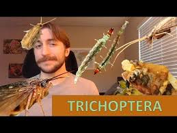 Attēlu rezultāti vaicājumam “Trichoptera”