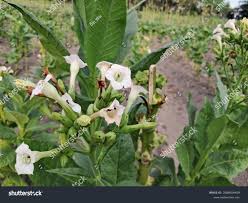 Attēlu rezultāti vaicājumam “Nicotiana tabacum”