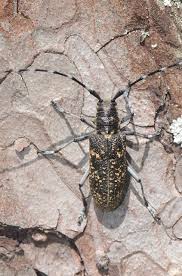 Attēlu rezultāti vaicājumam “Monochamus sutor”