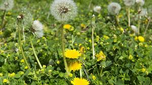 Image result for diente de leon