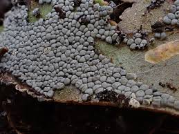 Attēlu rezultāti vaicājumam “Diderma deplanatum spores”