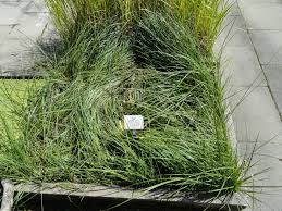 Attēlu rezultāti vaicājumam “Carex hartmanii”