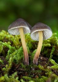 Attēlu rezultāti vaicājumam “Mycena viscosa”