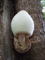 Attēlu rezultāti vaicājumam “Volvariella bombycina”