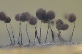 Attēlu rezultāti vaicājumam “Comatricha meandrispora spores”