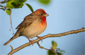 Attēlu rezultāti vaicājumam “Carpodacus erythrinus adult”