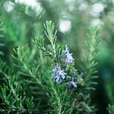Image result for Rosmarin