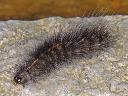 Attēlu rezultāti vaicājumam “Spilosoma lutea larva”