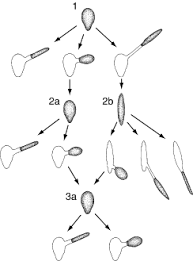 Attēlu rezultāti vaicājumam “Entomophaga grylli”