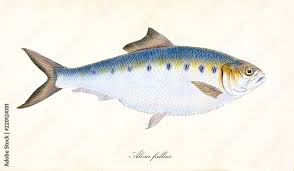 Image result for Alosa fallax