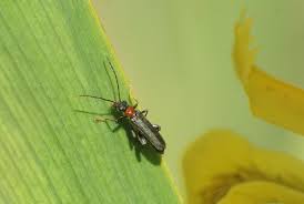 Attēlu rezultāti vaicājumam “Oedemera croceicollis”