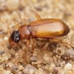 Attēlu rezultāti vaicājumam “Leistus terminatus”