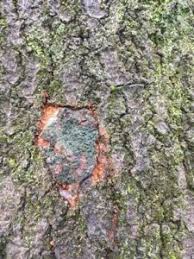 Attēlu rezultāti vaicājumam “Thelopsis rubella”