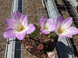 Attēlu rezultāti vaicājumam “Colchicum autumnale”