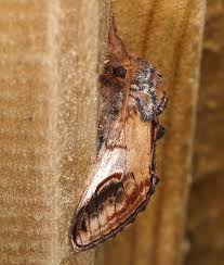 Attēlu rezultāti vaicājumam “Notodonta ziczac”