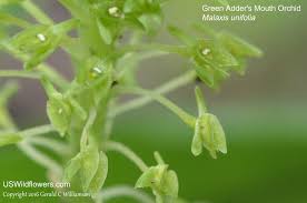 Attēlu rezultāti vaicājumam “Malaxis monophyllos flower”