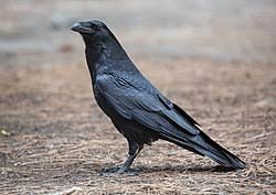 Attēlu rezultāti vaicājumam “Corvidae”