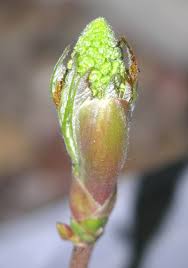 Attēlu rezultāti vaicājumam “Acer pseudoplatanus flower”