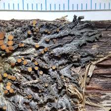 Attēlu rezultāti vaicājumam “Collema flaccidum”