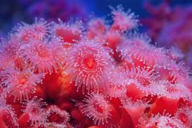 ผลการค้นหารูปภาพสำหรับ strawberry anemone