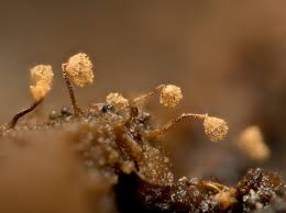 Attēlu rezultāti vaicājumam “Cribraria aurantiaca var. persoonii macro”