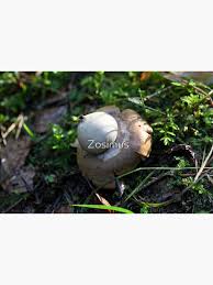 Attēlu rezultāti vaicājumam “Geastrum fimbriatum”