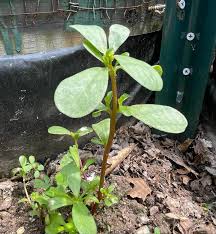 Attēlu rezultāti vaicājumam “Portulaca oleracea leaf”