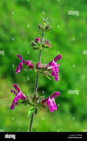 Attēlu rezultāti vaicājumam “Stachys sylvatica”