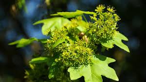 Attēlu rezultāti vaicājumam “Acer campestre flower”