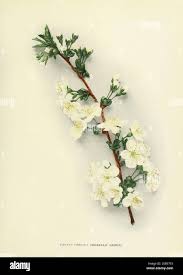 Attēlu rezultāti vaicājumam “Cerasus bud”