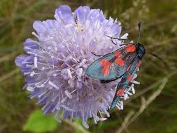 Attēlu rezultāti vaicājumam “Knautia arvensis flower”